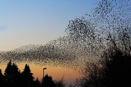 A Murmaration of Starlings in the Rickerscote area of Stafford. Photography by Paul Pickard