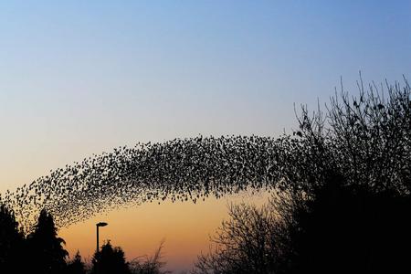 A Murmaration of Starlings in the Rickerscote area of Stafford. Photography by Paul Pickard