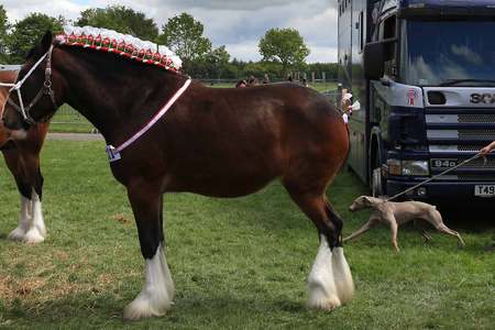 Staffordshire County Show photography by Stafford photographer Paul Pickard